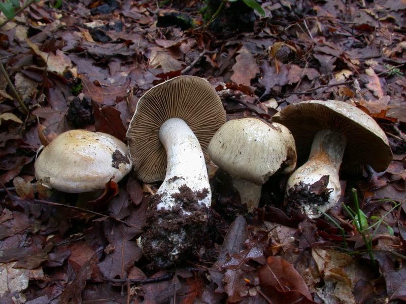 Cortinarius turgidus